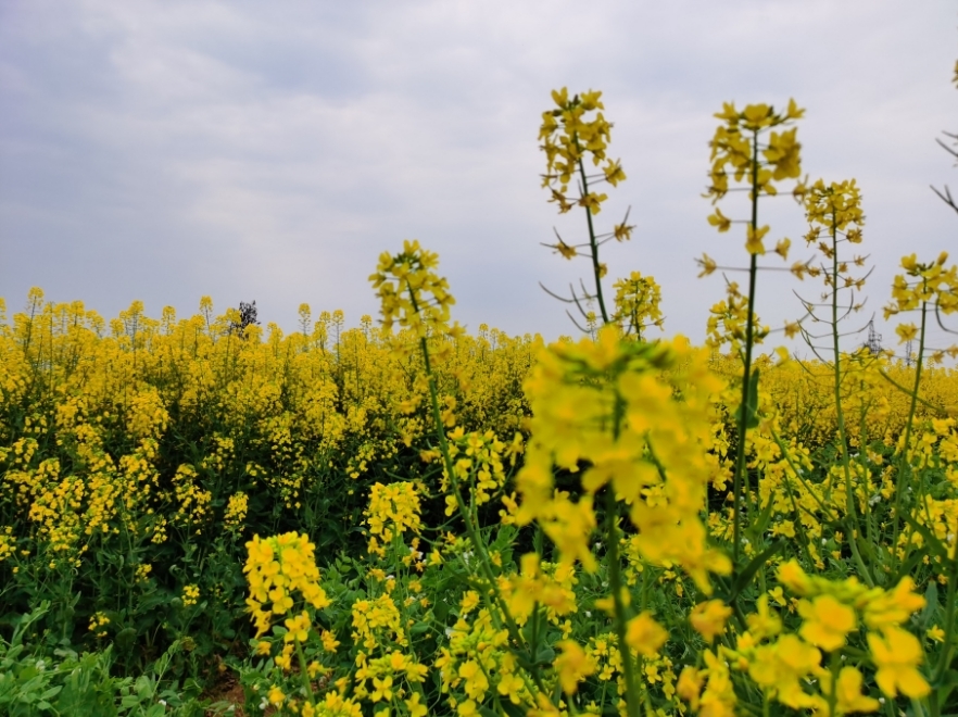安义门窗杯·2025南昌安义半程马拉松正式开跑 6000名跑者共赴花海之约