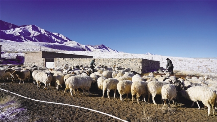 阿克塞县牧农业服务专班下沉一线,了解牧民草场牲畜数量、接羔育幼、饲草储备等情况并提供相应技术服务。何永旺 摄