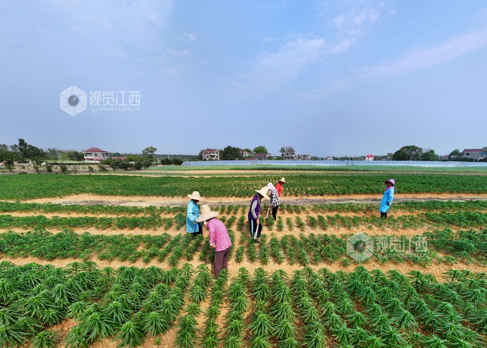 3月26日，江西省吉安市泰和县苏溪镇横塘村百合种植基地，农民正在管护百合劳作。