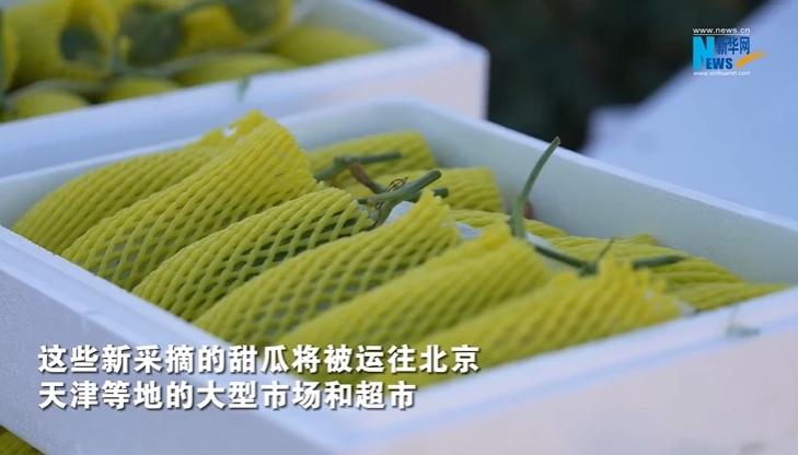 河北青县：头茬温室甜瓜抢“鲜”上市