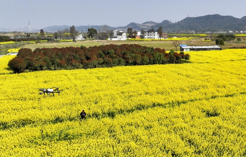农机手操作无人机对油菜进行飞防作业。(魏东升摄)