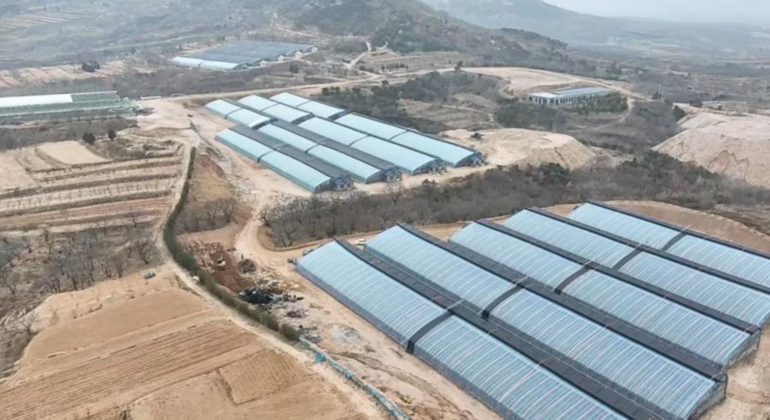 五莲县叩官镇的蓝莓大棚。费宁摄