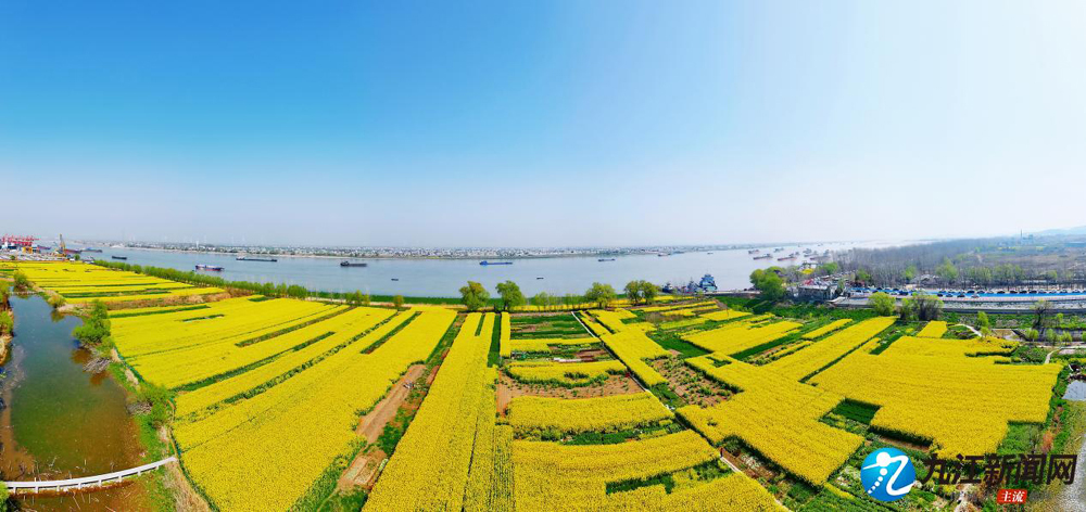 九江：金色花海映长江（图）