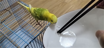 高斌斌家的鸚鵡