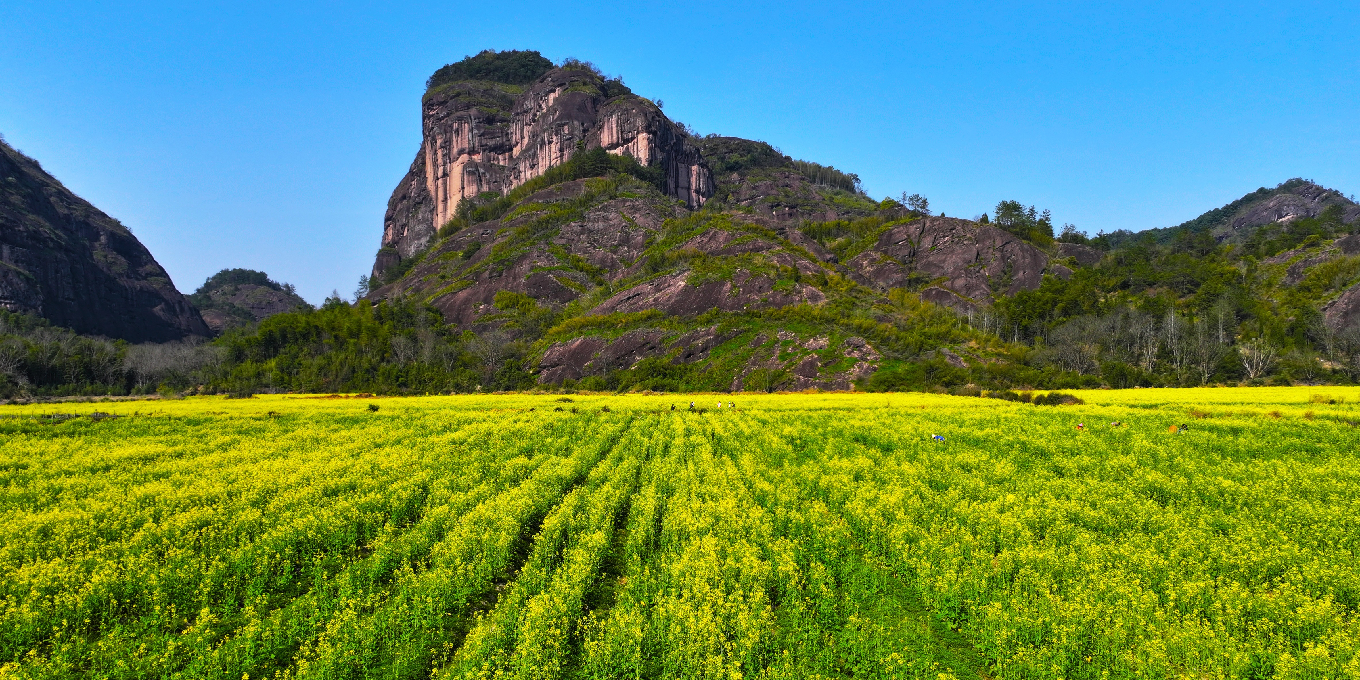 龙虎山千亩油菜花海盛开 游客纷至沓来