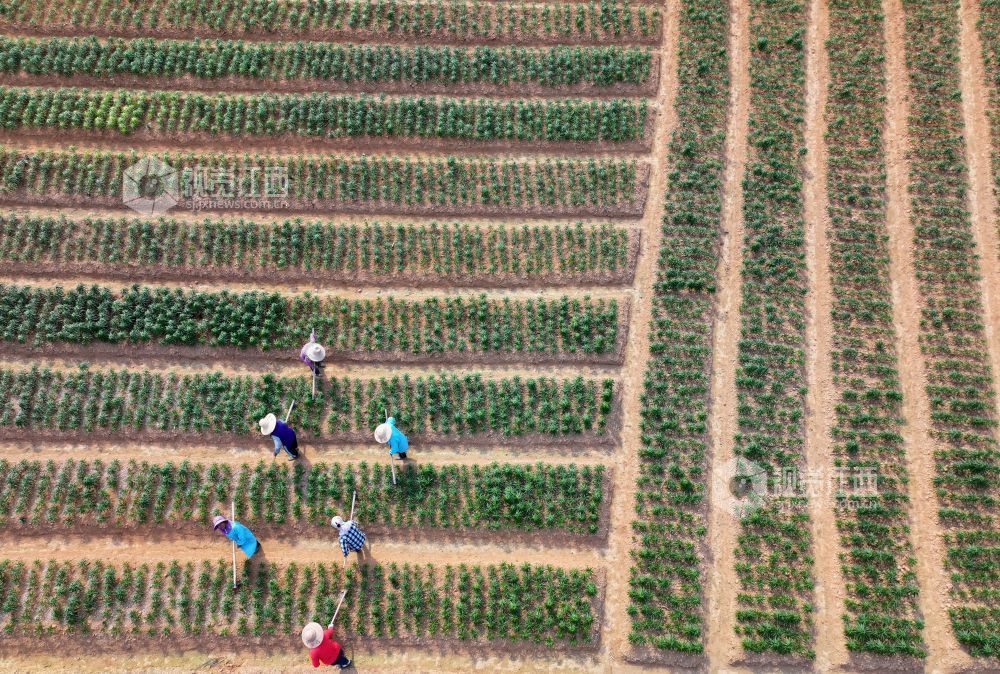 3月26日，江西省吉安市泰和县苏溪镇横塘村百合种植基地，农民正在管护百合劳作。