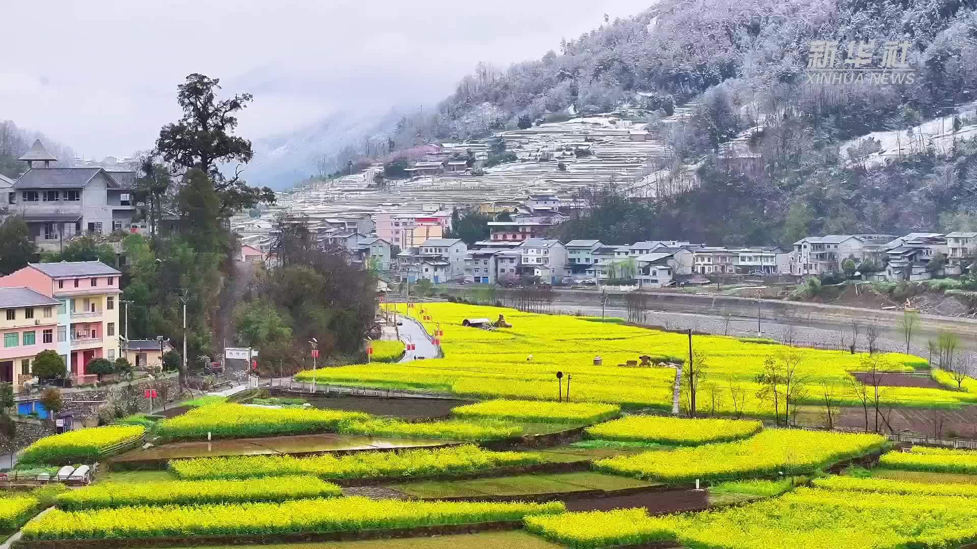 冬春同框：漫山白雪满地黄