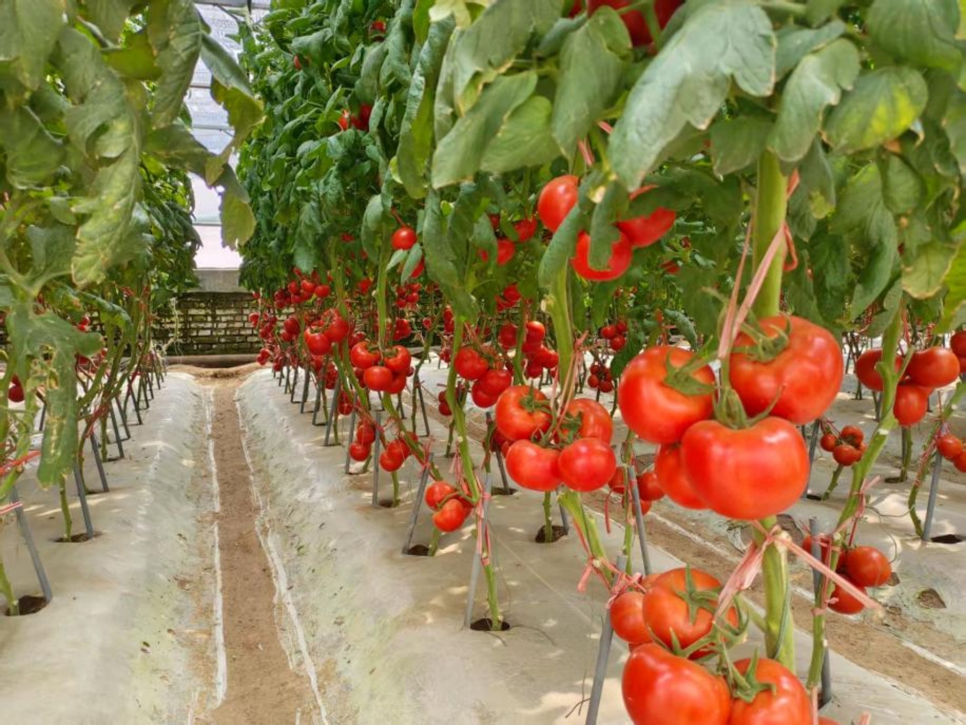 智慧大棚内的西红柿长势喜人。徐帅摄