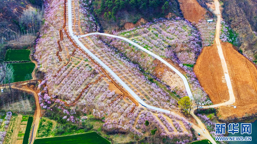 3月23日，河南省驻马店市确山县任店镇蚂蚁山上，数千亩桃花竞相绽放。