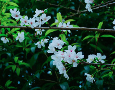 江西永新：樱花迎春绽放