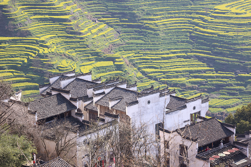 ▲婺源篁岭万亩梯田油菜花竞相绽放。 吴志祥 图