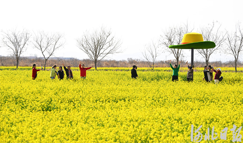 油菜花海春光美7.jpeg