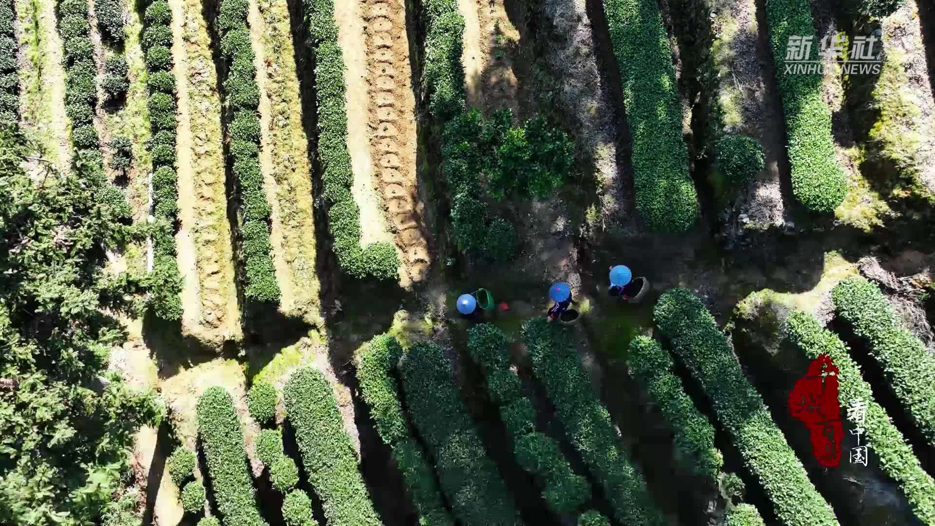 千城百县看中国｜福建周宁：高山云雾藏香 一口饮尽春光