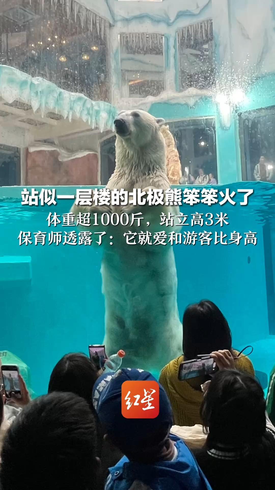 站似一层楼的北极熊笨笨火了  体重超1000斤，站立高3米  保育师透露了：它就爱和游客比身高