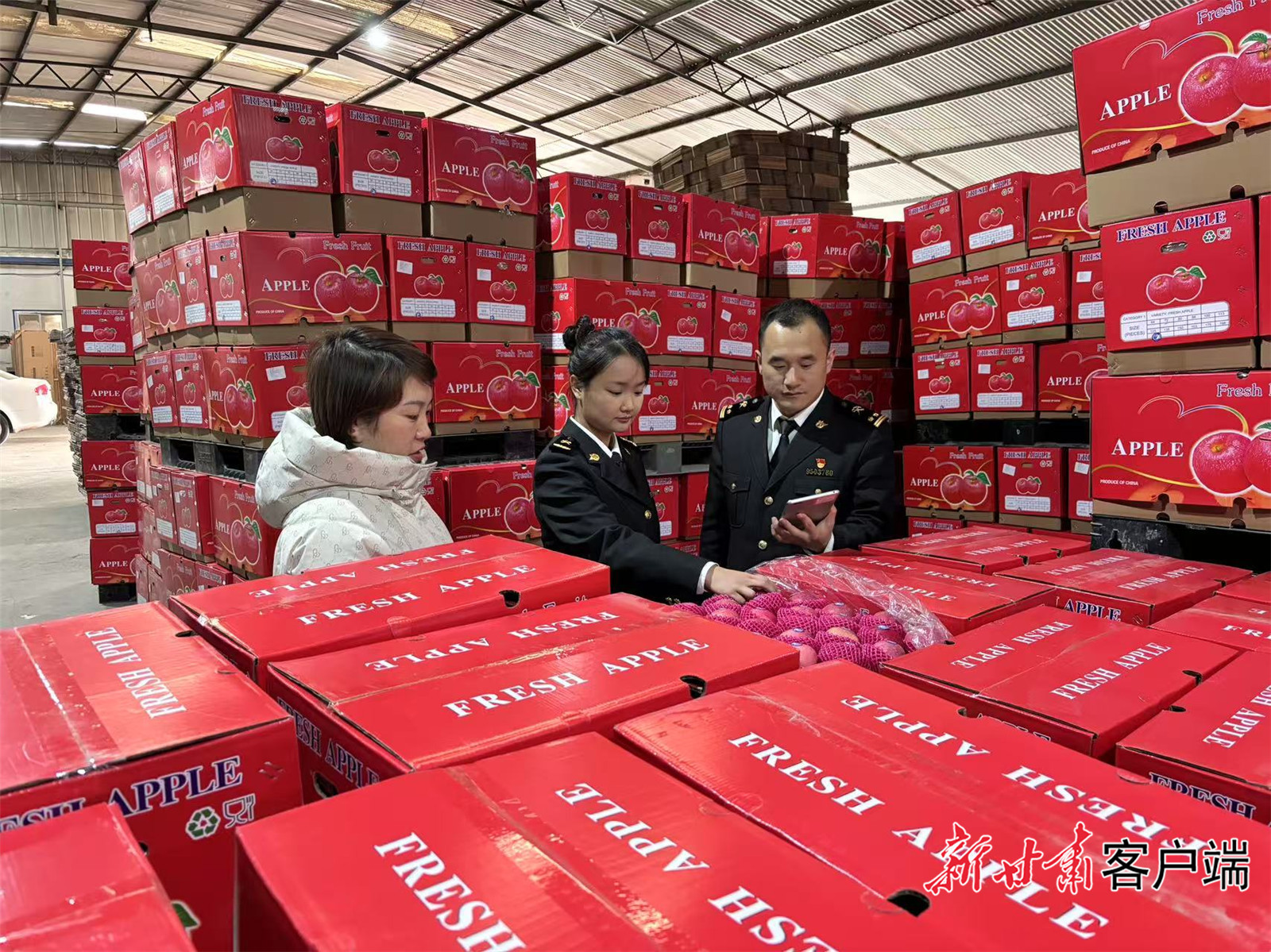 兰州海关所属天水海关在企业进行出口苹果属地查检　兰州海关供图