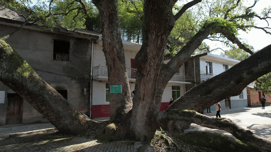 独木成林、独自成景！宜春一棵800岁古樟树生长出九根主干