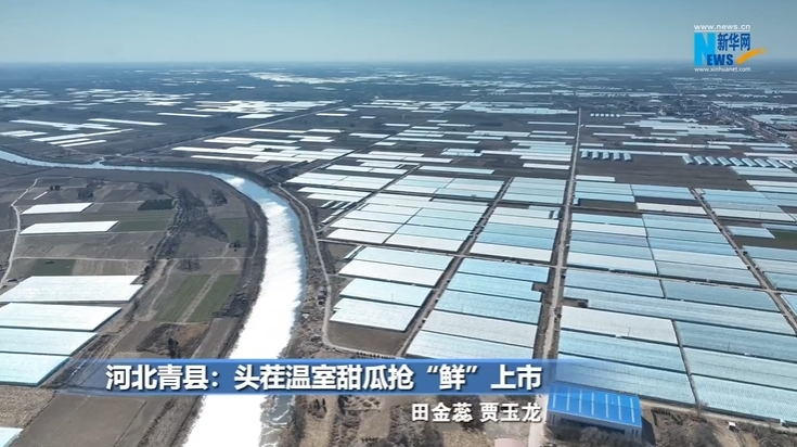 河北青县：头茬温室甜瓜抢“鲜”上市