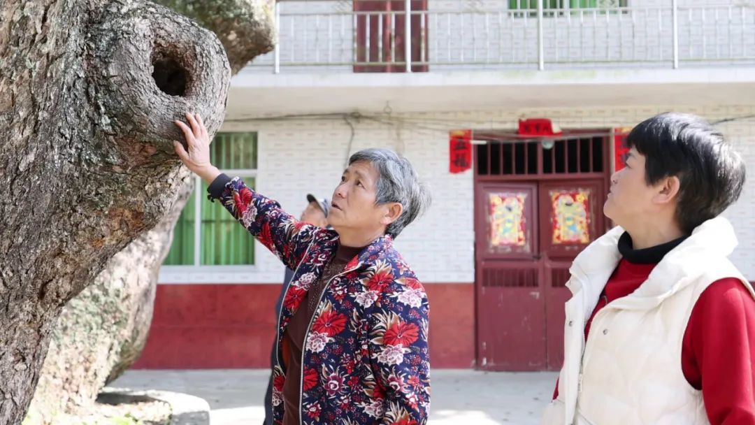 独木成林、独自成景！宜春一棵800岁古樟树生长出九根主干