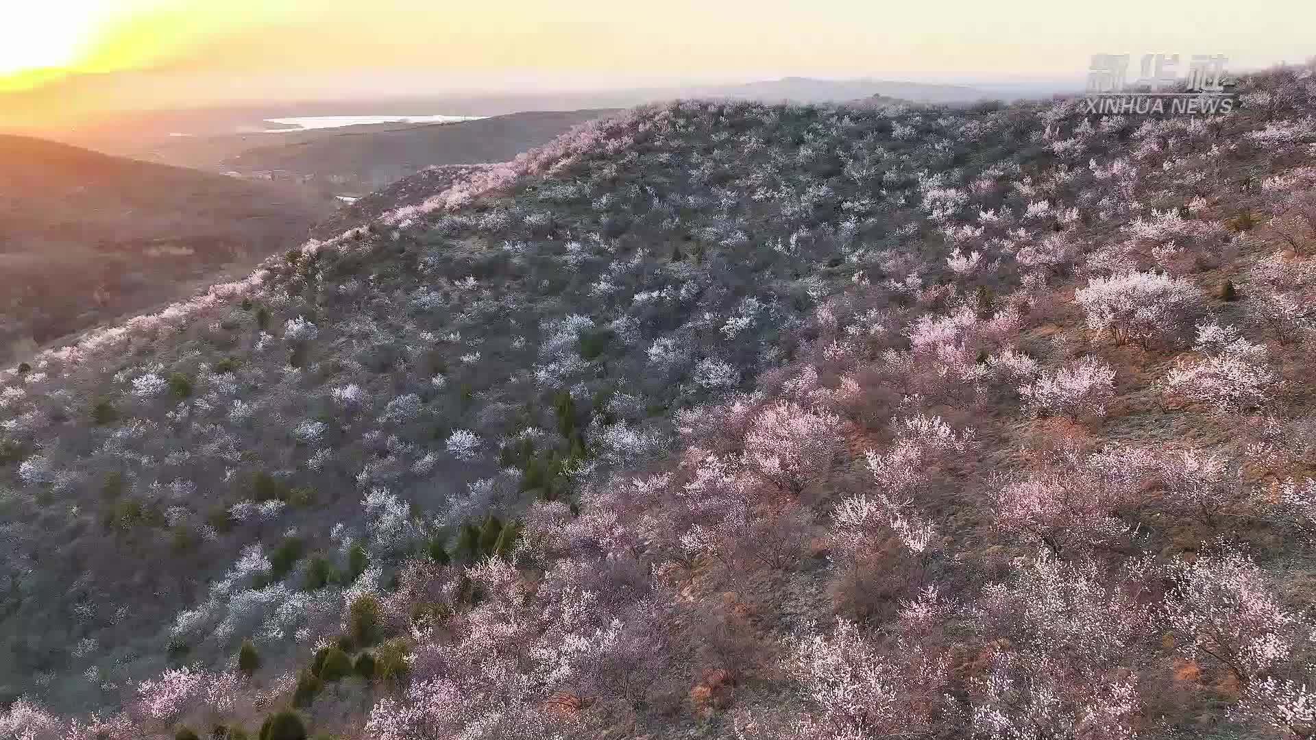 山西泽州：山桃花盛放