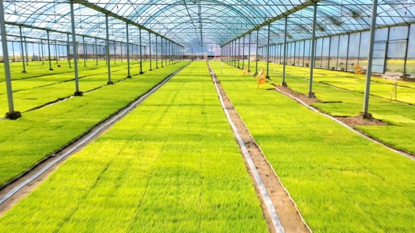 彭泽县浪溪镇现代农业产业园育秧棚。
