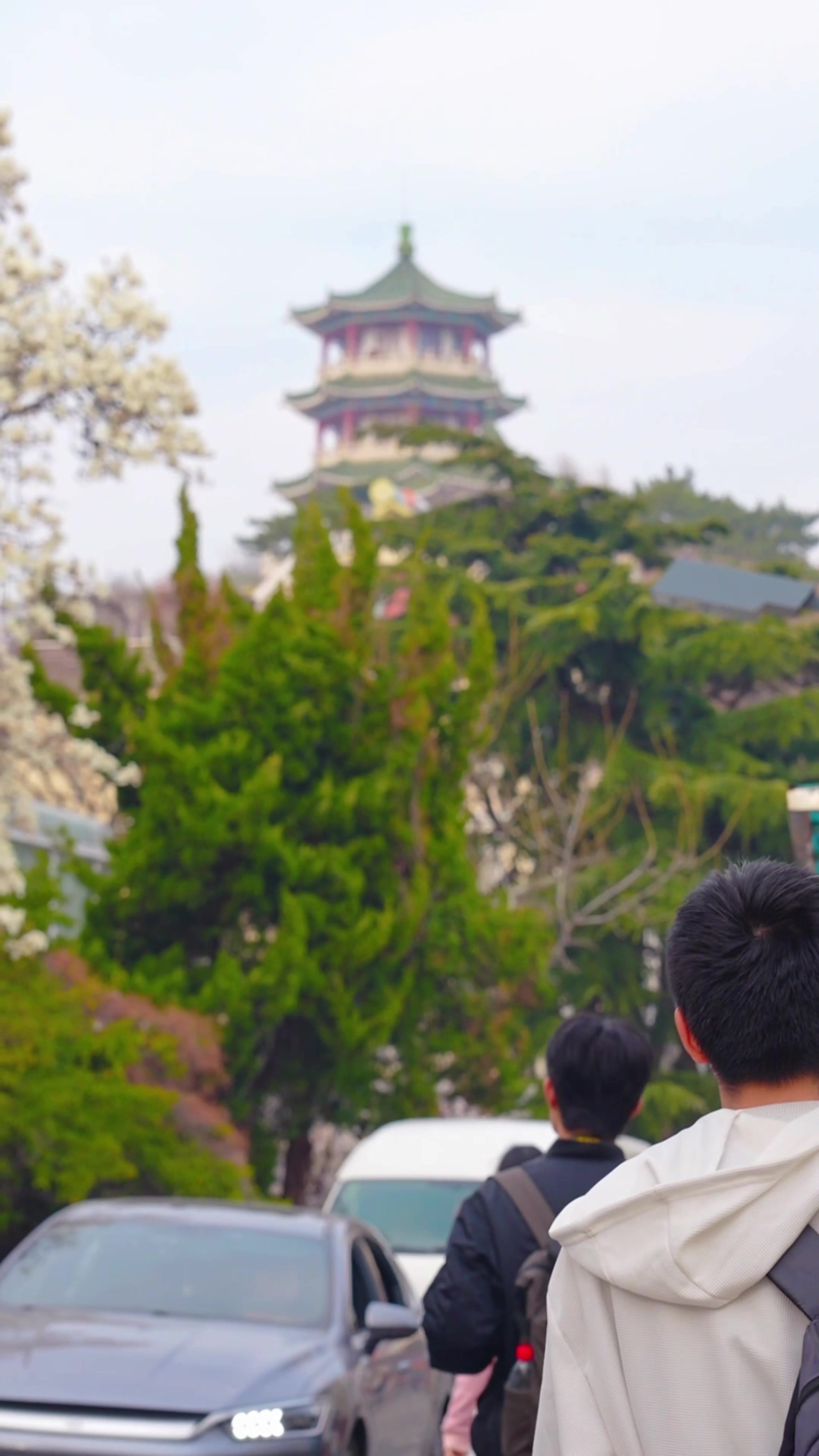 凤凰视频|一社一景|金口一路&鱼山支路 能看海的玉兰树开花啦！