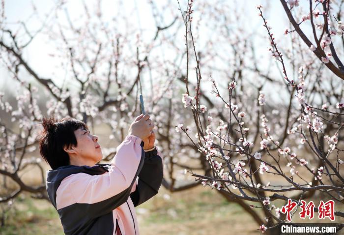 河北枣强：千亩杏花绽放吸引游客赏花踏春