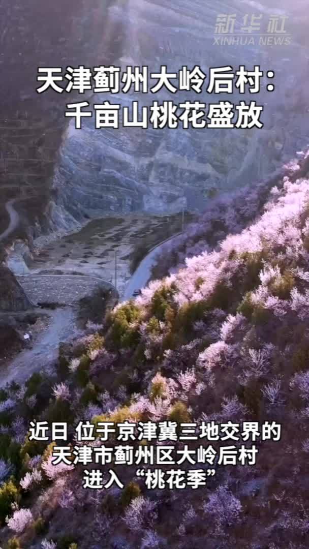 天津蓟州大岭后村：千亩山桃花盛放