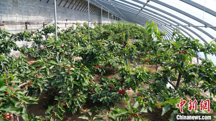 “中国樱桃之乡”:长城脚下樱桃红满枝