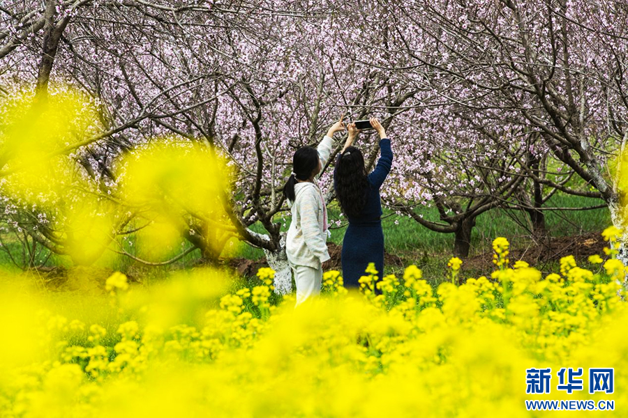 3月23日，河南省驻马店市确山县任店镇蚂蚁山上，桃花竞相绽放，游客在赏花踏春。