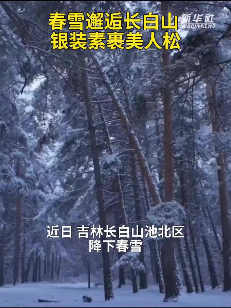 秀我中国｜春雪邂逅长白山 银装素裹美人松