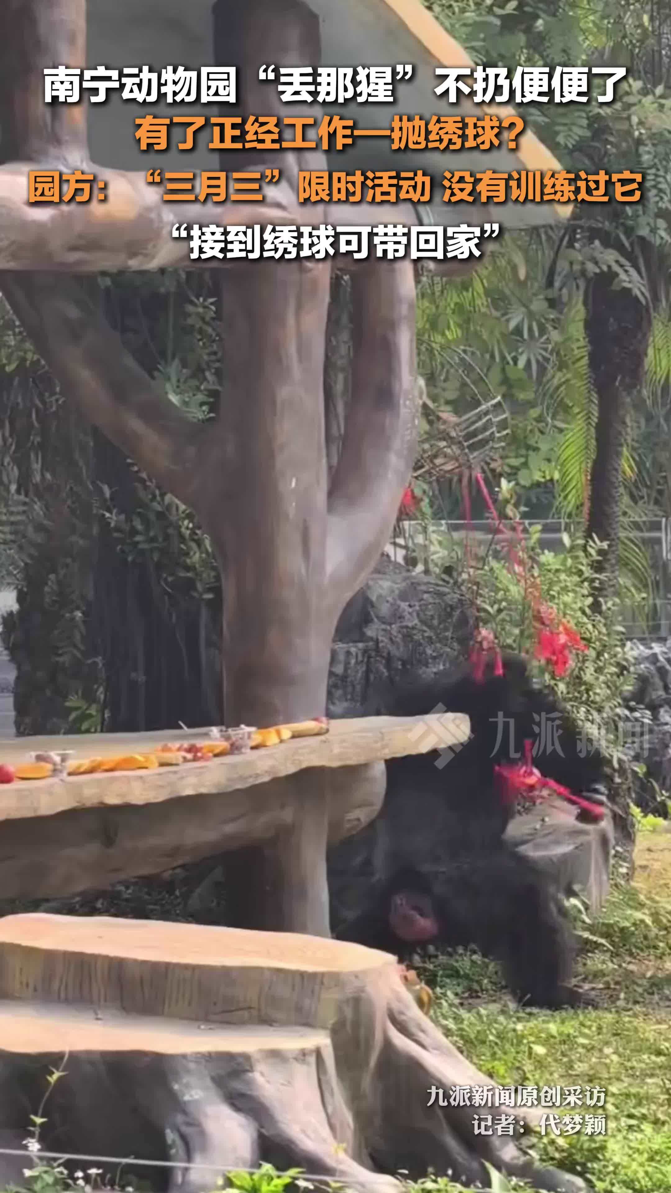 园方回应丢那猩有了抛绣球工作：“三月三”限时活动，接到绣球可带回家