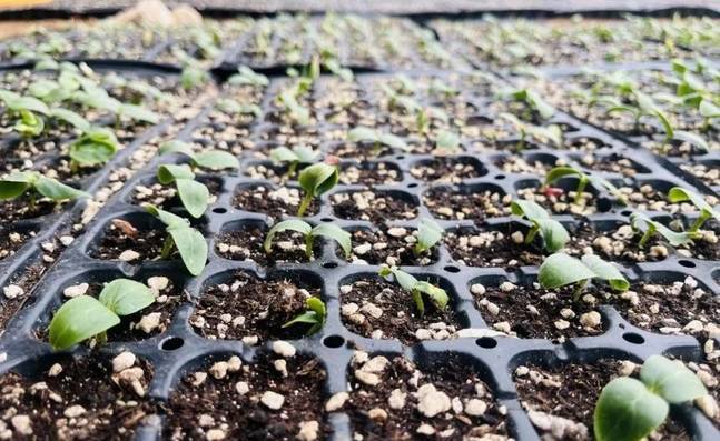 华亭90座大棚穿“新衣”　土地秒变“绿色银行”