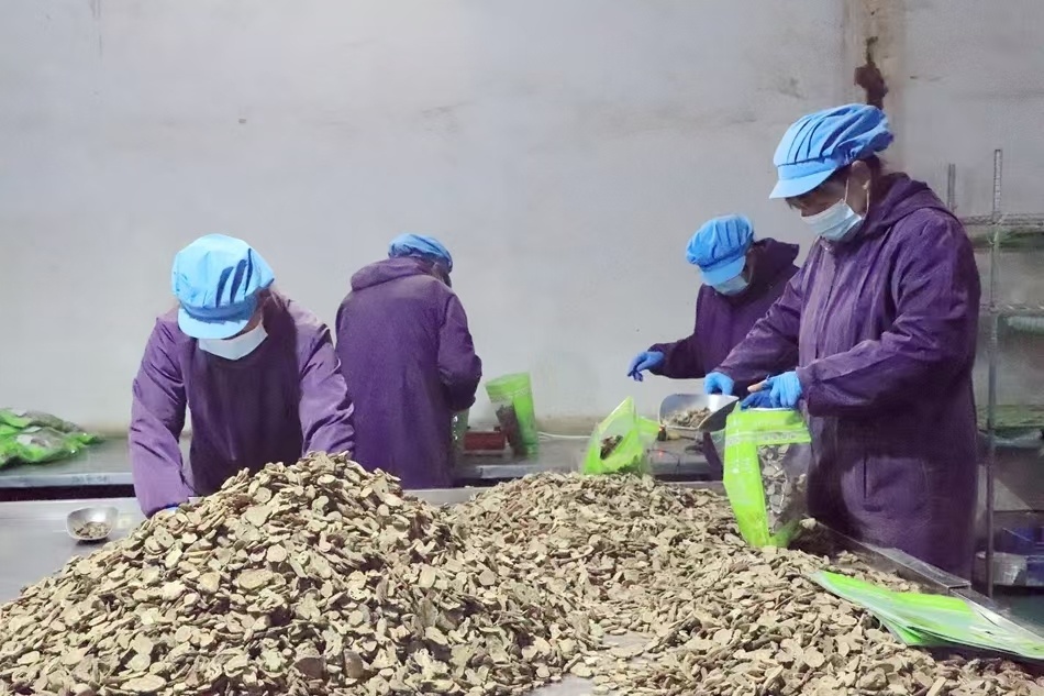 工人正在包装中药饮片（清水县委宣传部供图）