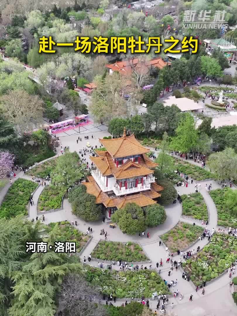 秀我中国｜赴一场洛阳牡丹之约