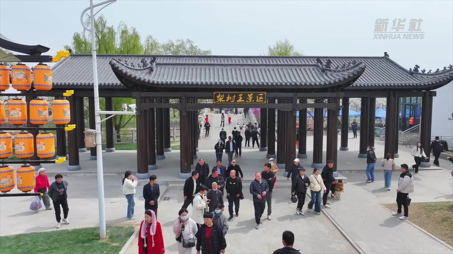 魅力山乡｜安徽砀山：梨花绽放引客来