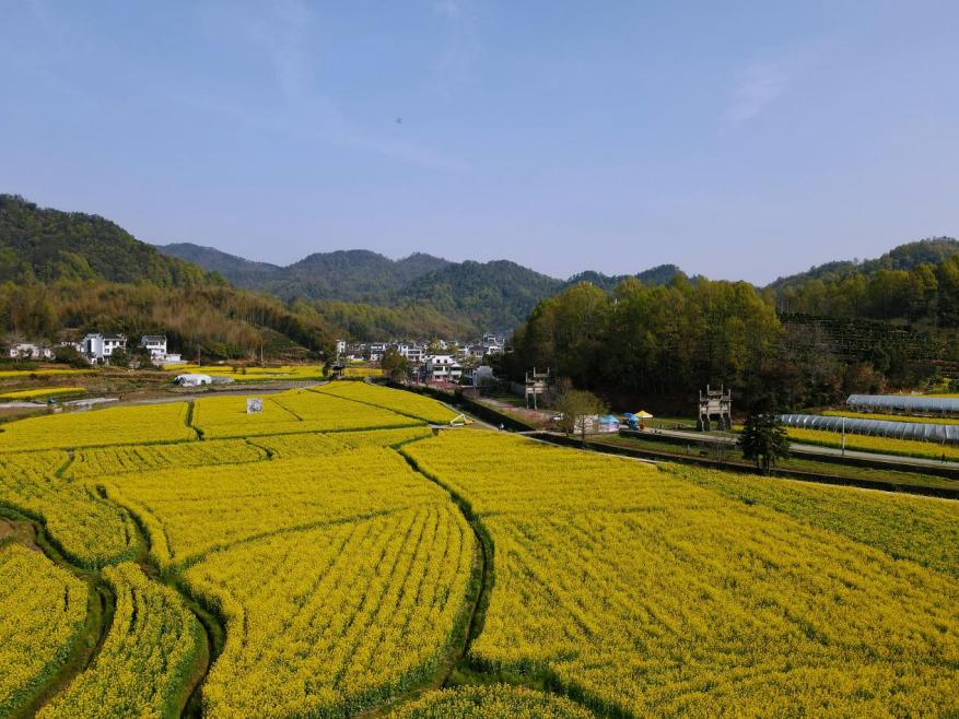 黄山市徽州区：花漾古村织锦秀 徽风皖韵促振兴