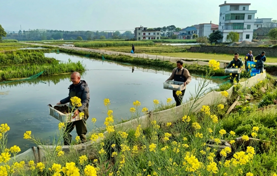 吉安永新县：“稻虾连作”铺就乡村振兴致富路