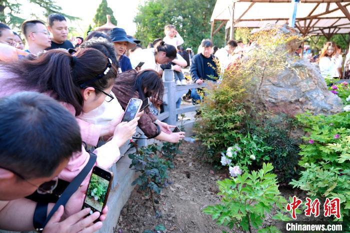 图为绽放的金丝贯顶牡丹吸引众多游客拍摄打卡。中新社记者 李超庆 摄