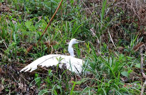 救治的受伤大白鹭