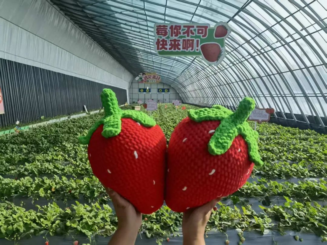 采摘园里感受春光