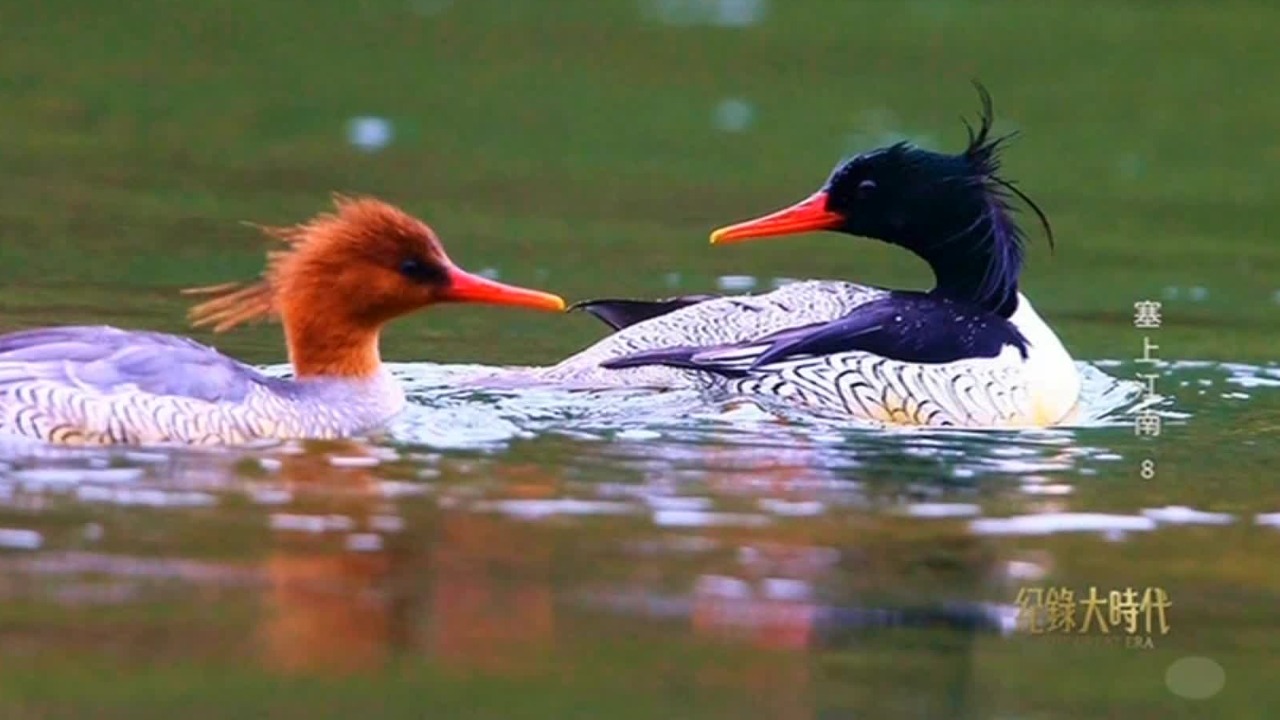 宁夏加强湿地恢复与保护，鸟类种群数量逐年增加，观鸟协会追踪它们的足迹