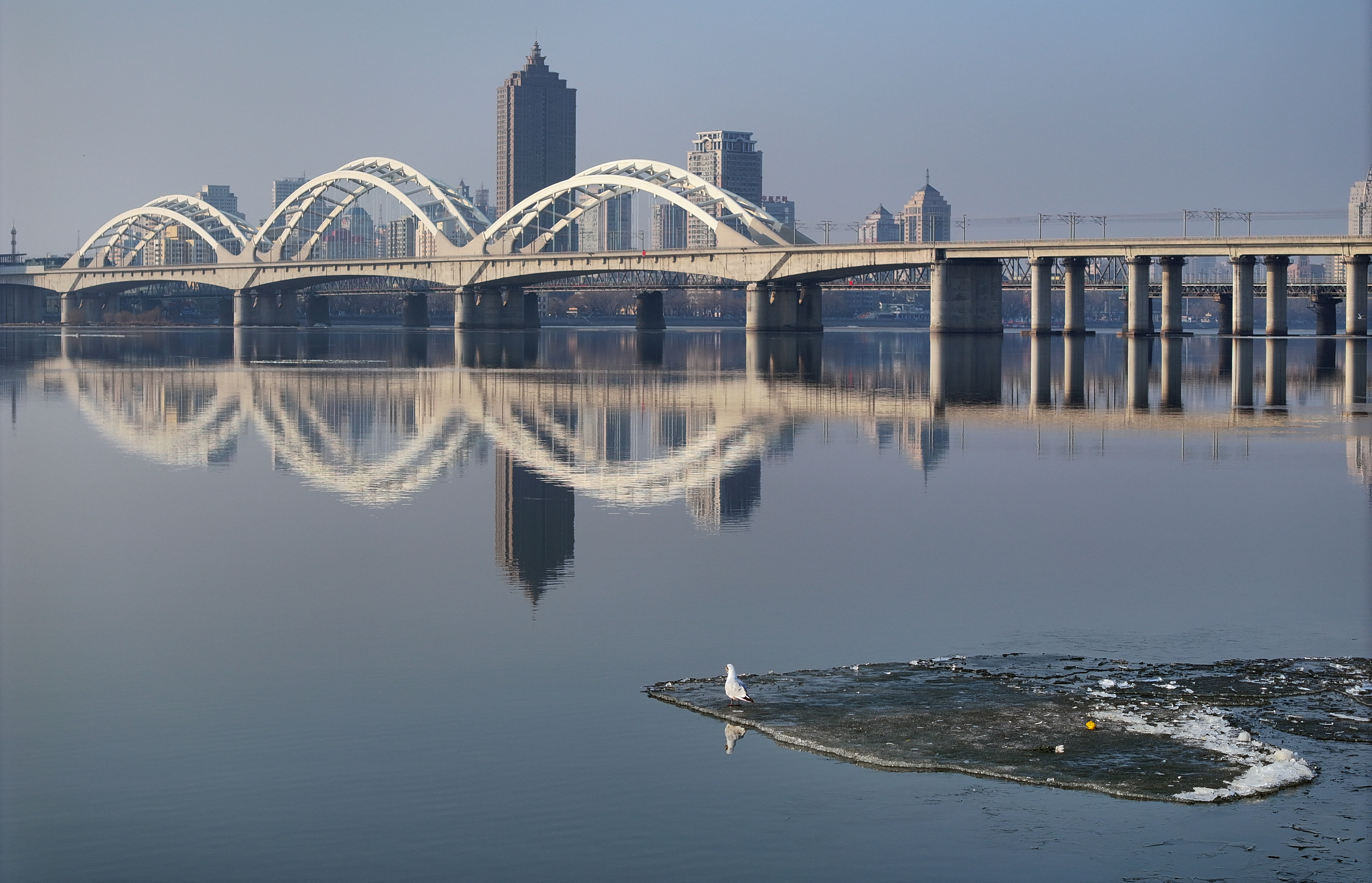 红嘴鸥站在冰排上