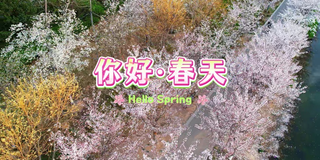 第十一届鹤壁樱花季即将盛大开幕