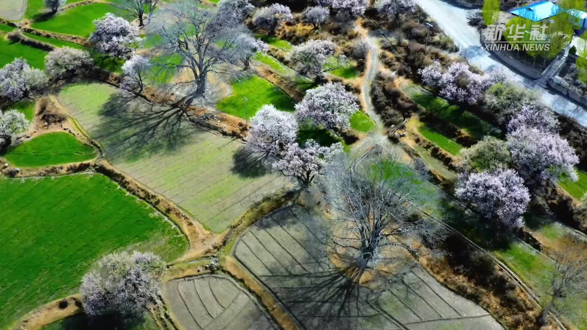 西藏加查：把春天揉进田野