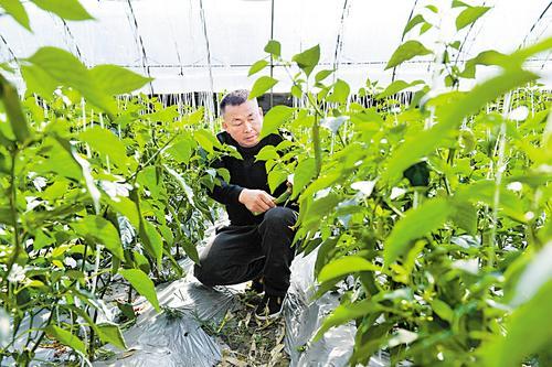 3月15日，阜城县码头镇中常庄村蔬菜大棚内，村民在采摘尖椒。