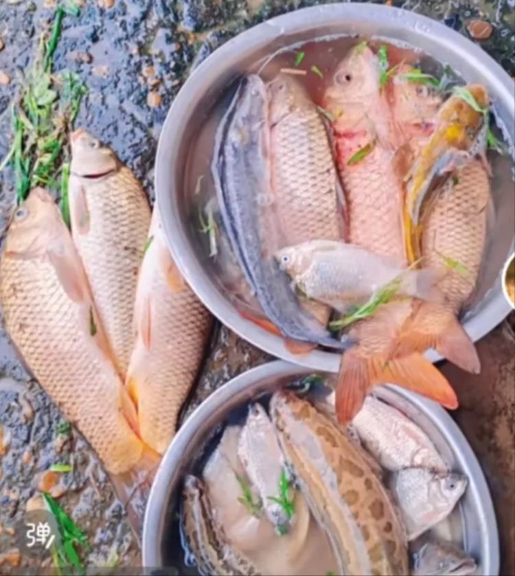 鄱阳湖水位下降，附近居民捡了两盆鱼。图片来源/视频截屏