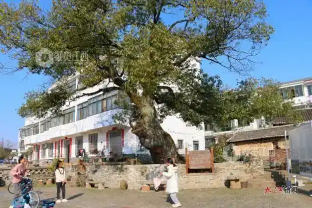 守护绿色“活化石” 上饶27010株古树名木戴上“身份证”凤凰网江西_凤凰网