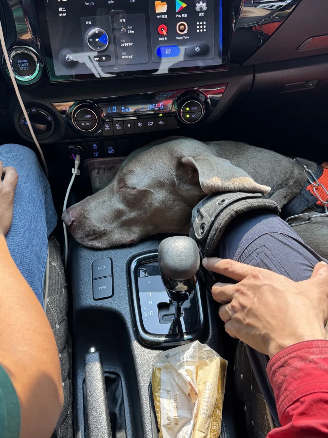 搜救工作结束后，“多吉”在车上呼呼大睡。