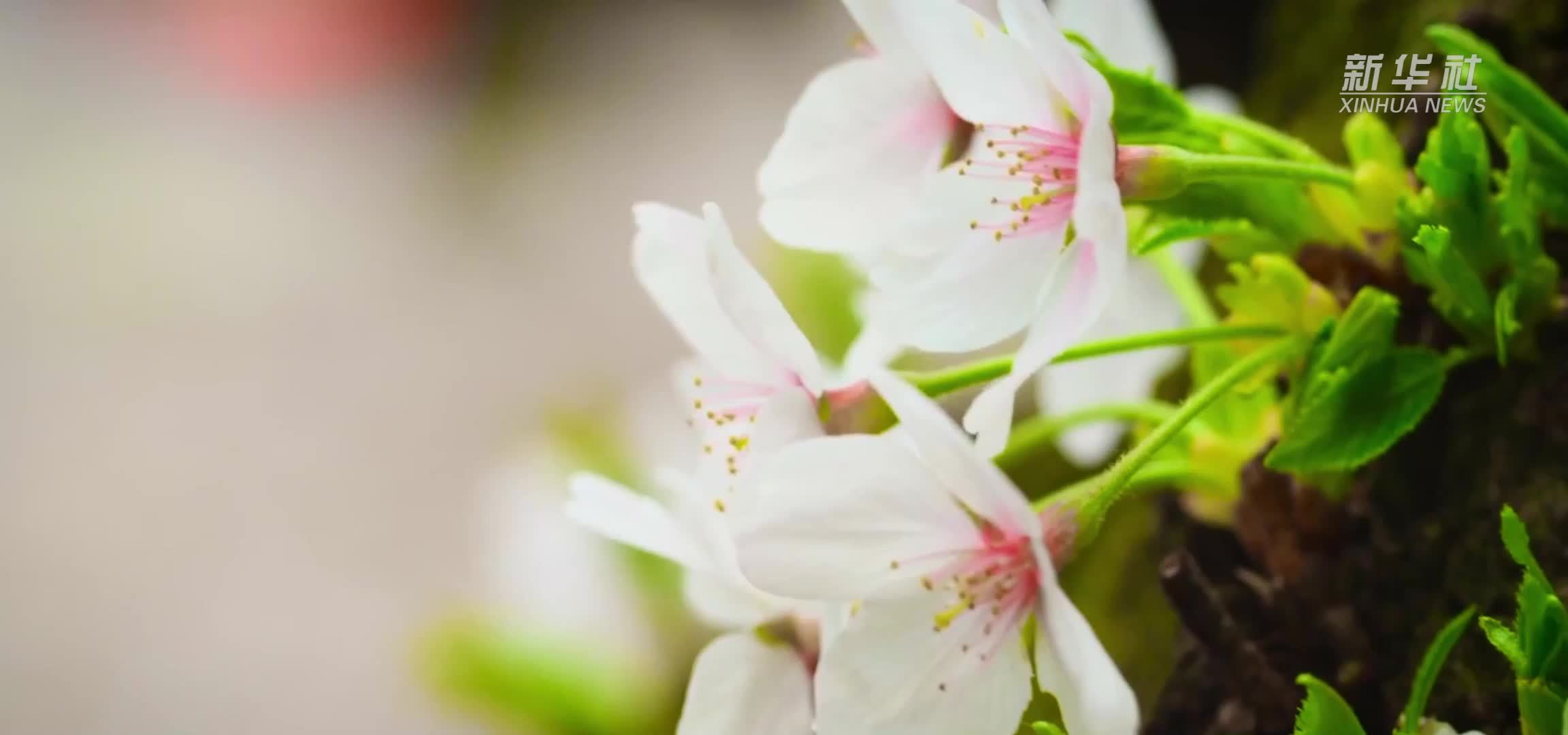 秀我中国｜“花期乡遇”跟着春天的脚步开启美丽乡村游