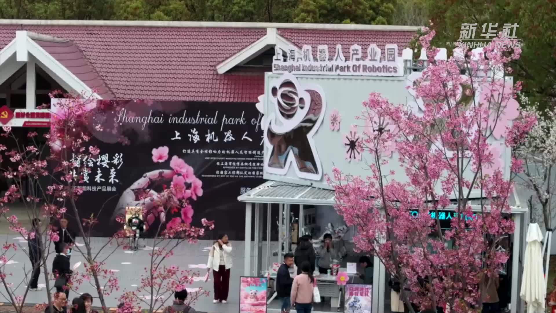 上海：顾村公园樱花节迎来机器人走秀